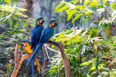 Phu Quoc Adası 'ndaki Vininci Safari Hayvanat Bahçesi' nin tropikal bahçesindeki bir ağaç dalında çok renkli papağanlar oturuyor. Vietnam.