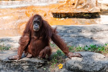Yetişkin bir orangutan sıcak kayalara oturur ve Phu Quoc Adası 'ndaki Vininci Safari Hayvanat Bahçesi' nde ziyaretçileri izler. Vietnam.