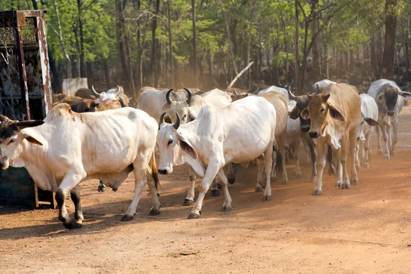 Stad białych krów Tajlandia — Zdjęcie stockowe