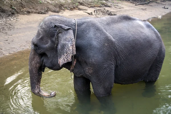Young Thai elephant at the watering on the River Kwai — Stock Photo, Image