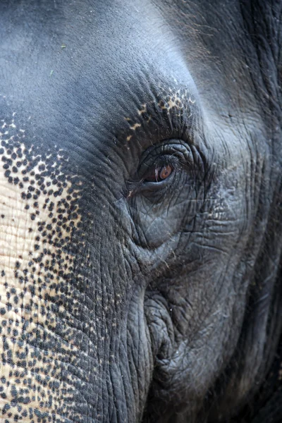 Wary look of Thai elephant close-up — Stock Photo, Image