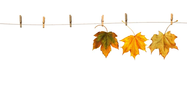 Hojas de arce en pinzas de ropa con la palabra otoño — Foto de Stock