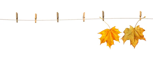Ahornblätter an Wäscheklammern mit dem Wort Herbst — Stockfoto