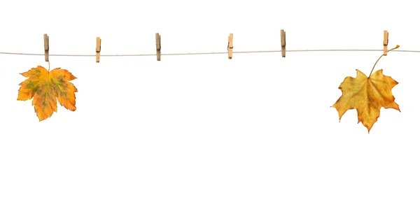 A clothespins a word Őszi juharlevelek — Stock Fotó