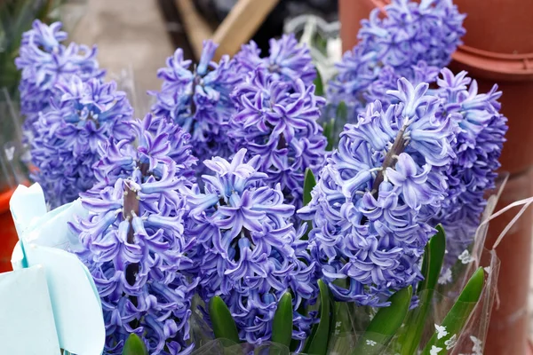 Jacinthe Colorée Autres Fleurs Dans Des Pots Entrée Petite Boutique — Photo