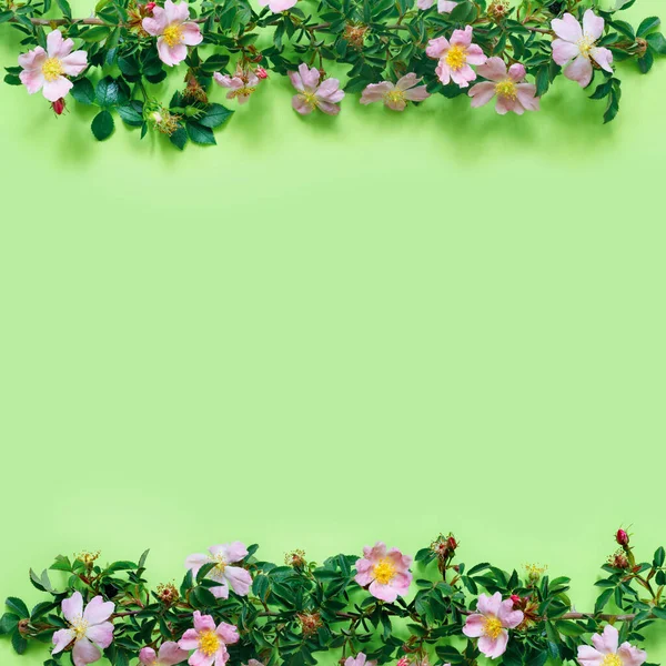 Piękna Różana Gałąź Delikatnym Zielonym Tle — Zdjęcie stockowe