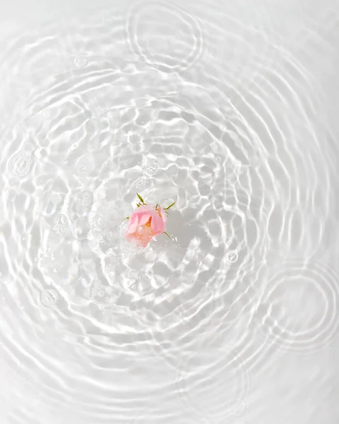 Greeting Card Beautiful Rose Petals Macro Drop Floating Surface Water — Stock Photo, Image