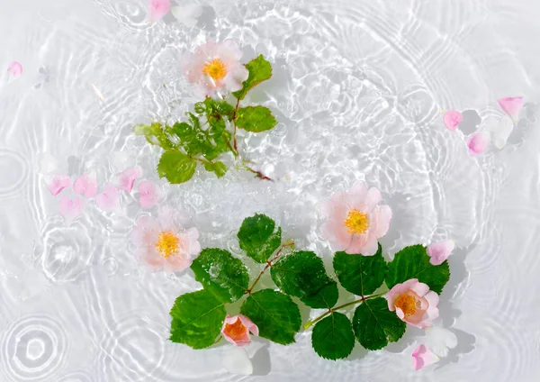 Beautiful Rose Petals Macro Drop Floating Surface Water Close Can — Stock Photo, Image