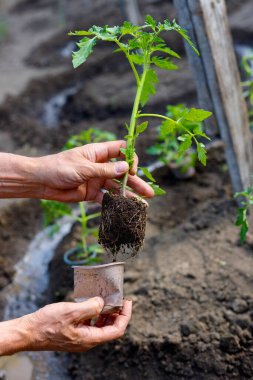 Erkek çiftçi bahçeye domates tohumu ekiyor. Güçlü eller yakın.