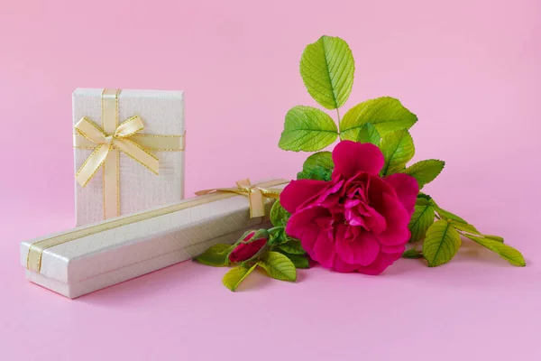 Bella Rosa Rosa Con Fogliame Verde Con Confezione Regalo Dorata — Foto Stock