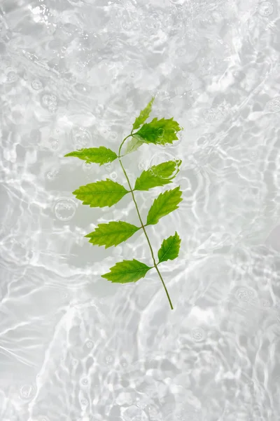 Groene Bladeren Macro Met Druppel Drijven Het Oppervlak Van Het — Stockfoto