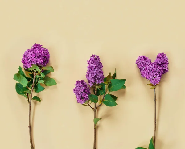 Galhos Lilás Roxo Forma Coração Fundo Papel Bege Para Dia — Fotografia de Stock