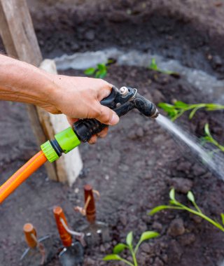Bahçede domates ve biber tohumu sulayan çiftçi adam. Eller yukarı.