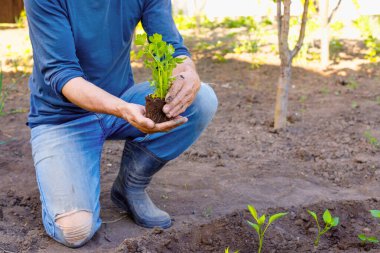 Erkek çiftçi bahçeye maydanoz tohumu ekiyor. Güçlü eller yakın.