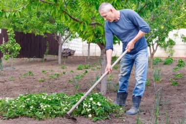 Çalışkan, ciddi çiftçi adam dışarıda aletlerle çilek ekiyor..