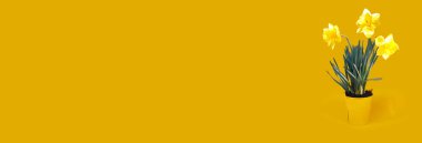 Beautiful holiday card with  yellow daffodils  on paper  background. Banner with copy space for  your text.