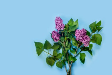 Leylak çiçeklerinden yapılmış yaratıcı bir düzen. Mavi asgari doğa aşk arka planı.