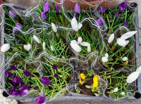 Coloridas Gotas Nieve Otras Flores Macetas Entrada Una Pequeña Tienda —  Fotos de Stock