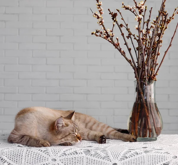 Červená Nadýchaná Siamská Kočka Spí Pozadí Cihlové Zdi Kopírovat Místo — Stock fotografie