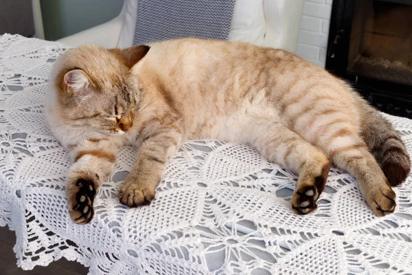 Červená Nadýchaná Siamská Kočka Spí Pozadí Cihlové Zdi Kopírovat Místo — Stock fotografie