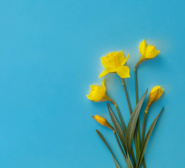 花の構成 青い紙の背景に葉を持つ黄色のナルシシズムで作られたパターン フラットレイアウト トップビュー コピースペースコンセプト — ストック写真