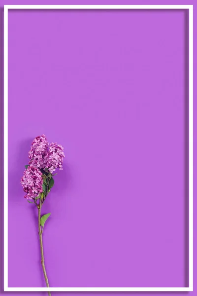 Fundo Roxo Com Lilases Delicados Roxos Flores Para Cartão Dia — Fotografia de Stock