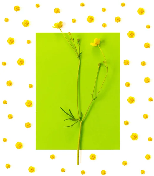 Belo Cartão Postal Delicado Com Padrão Flores Buttercup Amarelas Para — Fotografia de Stock