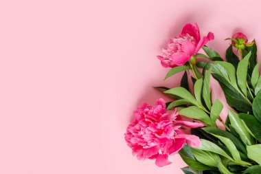 Bir buket güzel şakayık pembe kağıt arka planda