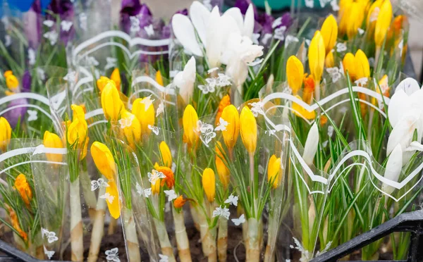 Barevné Sněhové Kapky Jiné Květiny Květináčích Při Vstupu Malé Květinářství — Stock fotografie