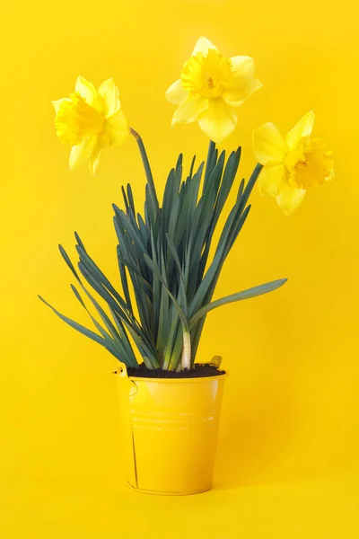 Gyönyörű Csokor Virágzó Sárga Nárcisz Vödörben Ajándék Papíron Háttér — Stock Fotó