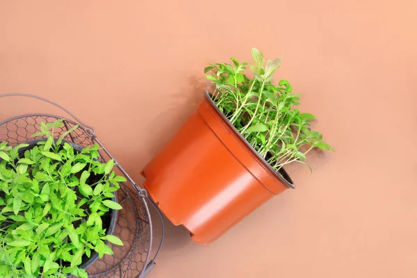 Plántulas Tomate Jóvenes Macetas Plástico Sobre Papel Marrón — Foto de Stock