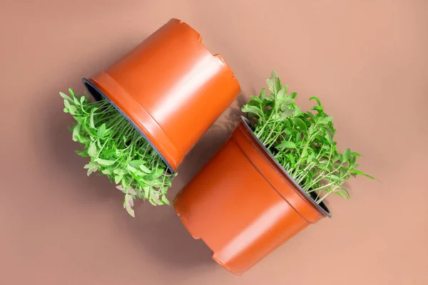 Mudas Tomate Jovens Vasos Plástico Fundo Papel Marrom — Fotografia de Stock