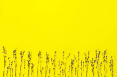 Sarı kağıtta kuru mor kokulu lavanta buketi. Tebrik kartı için harika.