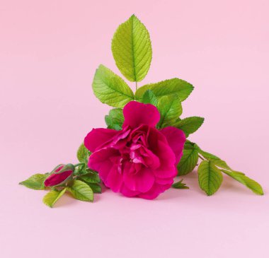 Yeşil yapraklı güzel pembe gül ve narin kâğıt arkaplandaki metnin için yer. Anneler Günü tebrik kartı.