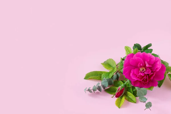 Rosa Bonita Rosa Com Eucalipto Verde Lugar Para Seu Texto — Fotografia de Stock