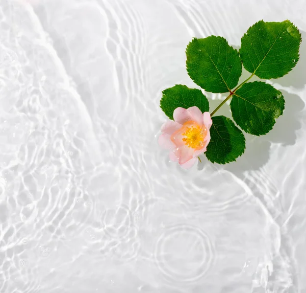 Greeting Card Beautiful Rose Petals Macro Drop Floating Surface Water — Stock Photo, Image