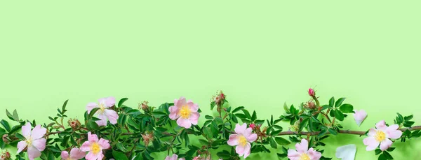 Vacker Nypon Gren Känslig Grön Bakgrund — Stockfoto
