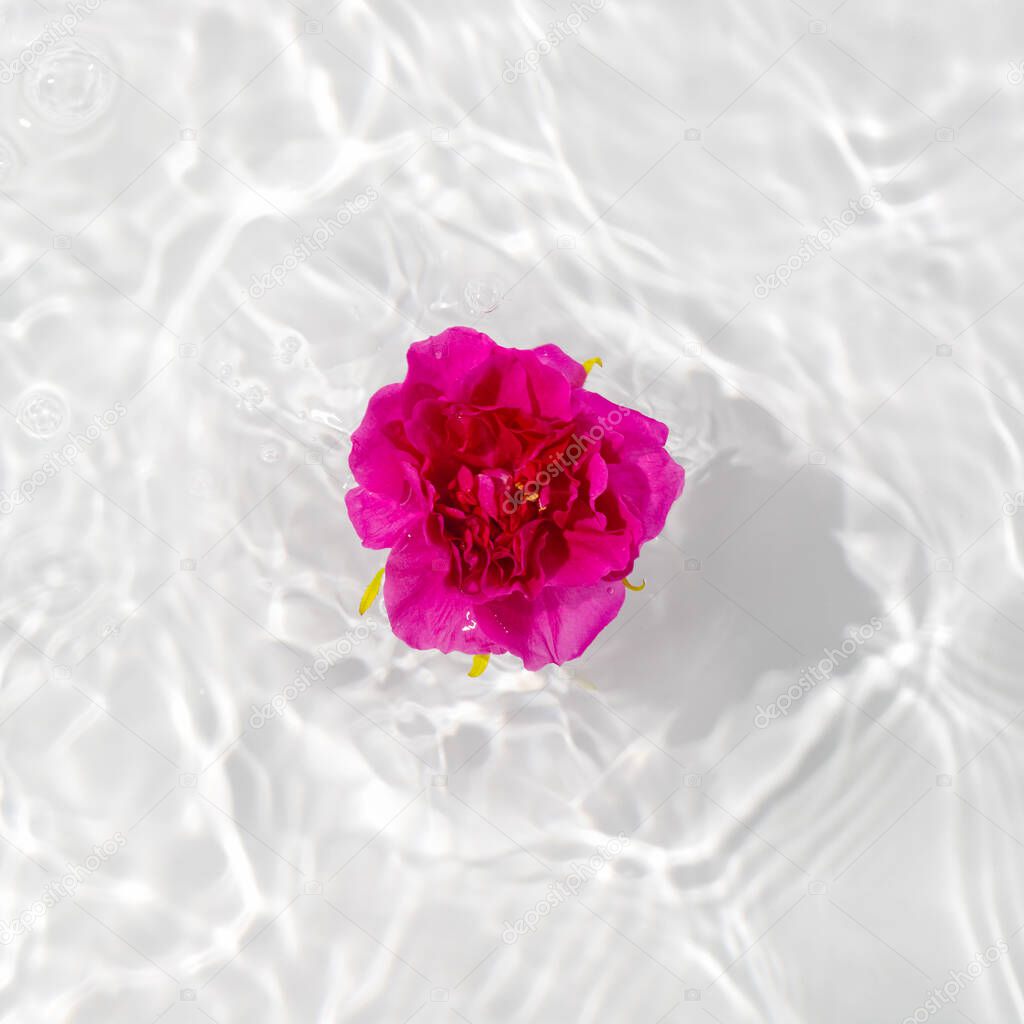 Beautiful rose petals macro with drop floating on surface of the water close up. It can be used as background