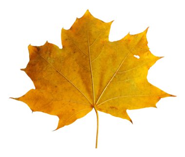 Beyaz arkaplanda yaprakları olan sonbahar akçaağaç dalı