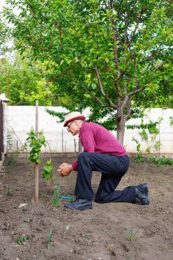 Çalışkan, ciddi bir çiftçi yaz akşamını kır evinin yakınlarındaki bahçede çalışarak geçiriyor..