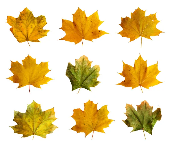 Set Autumn Maple Branch Leaves Isolated White Background — Stock Photo, Image