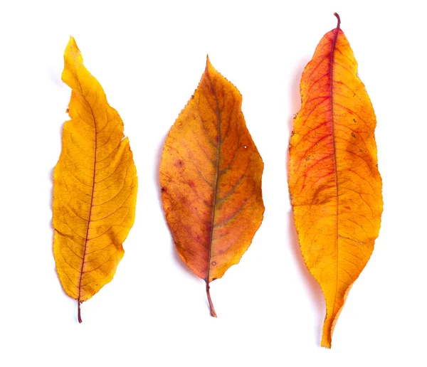 Branche Automne Avec Feuilles Isolées Sur Fond Blanc — Photo