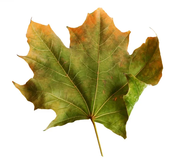 Осенняя Ветка Клена Листьями Изолированы Белом Фоне — стоковое фото