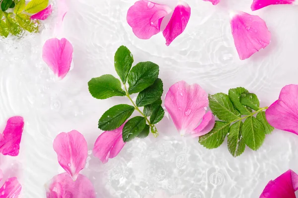 Flowers Petals Beautiful Pink Rose Water Drops White Background Creative — Stock Photo, Image