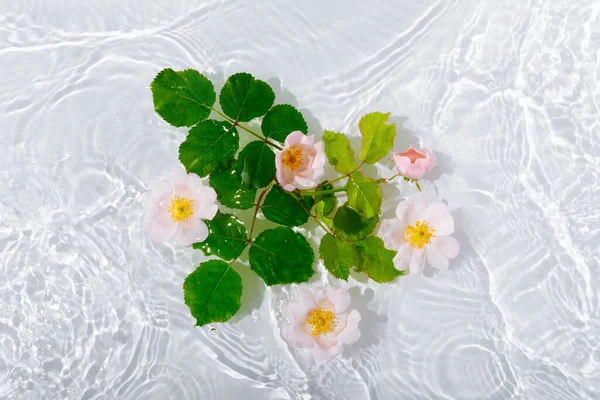 Hermosos Pétalos Rosa Macro Con Gota Flotando Superficie Del Agua —  Fotos de Stock