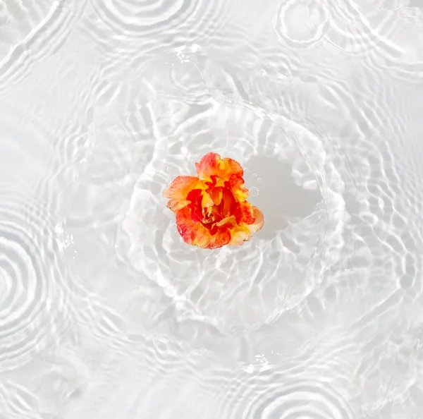 Όμορφη Ροδοπέταλα Μακροεντολή Σταγόνα Επιπλέουν Στην Επιφάνεια Του Νερού Από — Φωτογραφία Αρχείου
