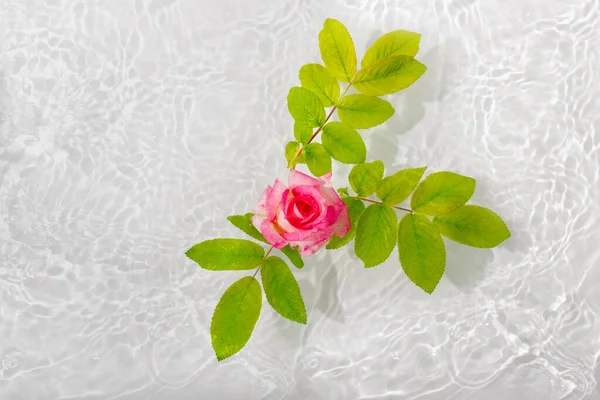 Hermosos Pétalos Rosa Macro Con Gota Flotando Superficie Del Agua —  Fotos de Stock