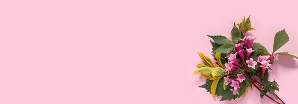 Cartão Saudação Com Flores Weigela Rosa Para Dia Mãe Aniversário — Fotografia de Stock