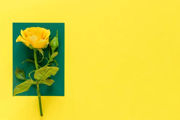 花序排列 网页横幅与黄色的玫瑰 和叶子在桌子的背景 春假的最低限度概念 — 图库照片