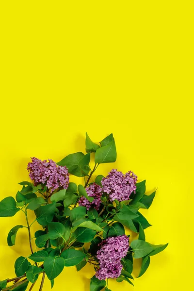 ライラックの花で作られた創造的なレイアウト 黄色の最小限の自然愛の背景 — ストック写真